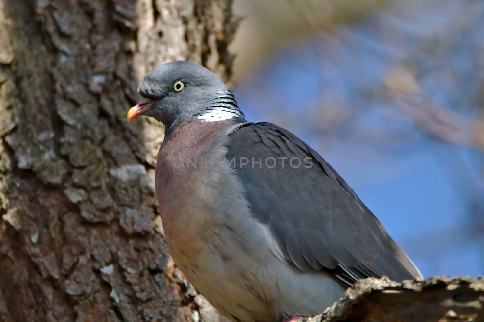 Wild wood pigeon sitting on a tree. Upper half of the body visible.