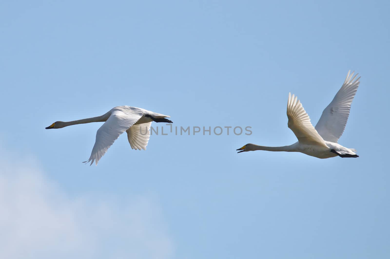 White Gooses in flight. Two gooses flying together, blue sky as a background.