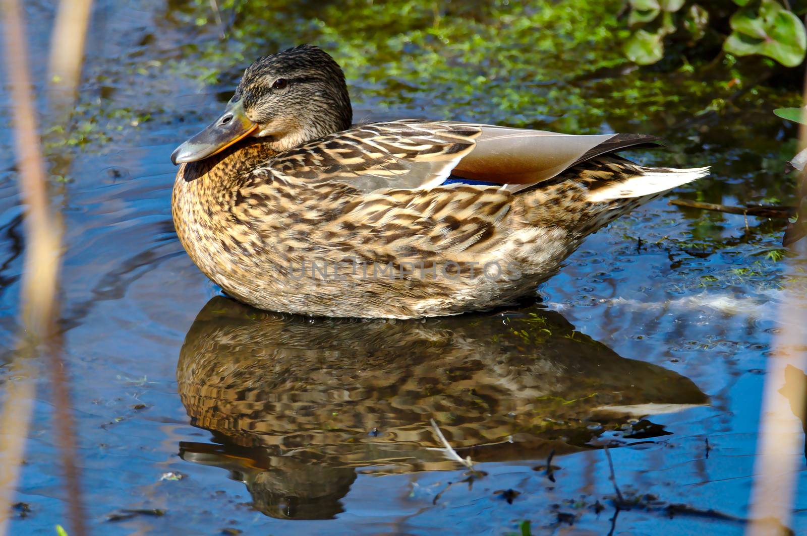 Female mallard duck chilling in the pond on a beautiful sunny day.
