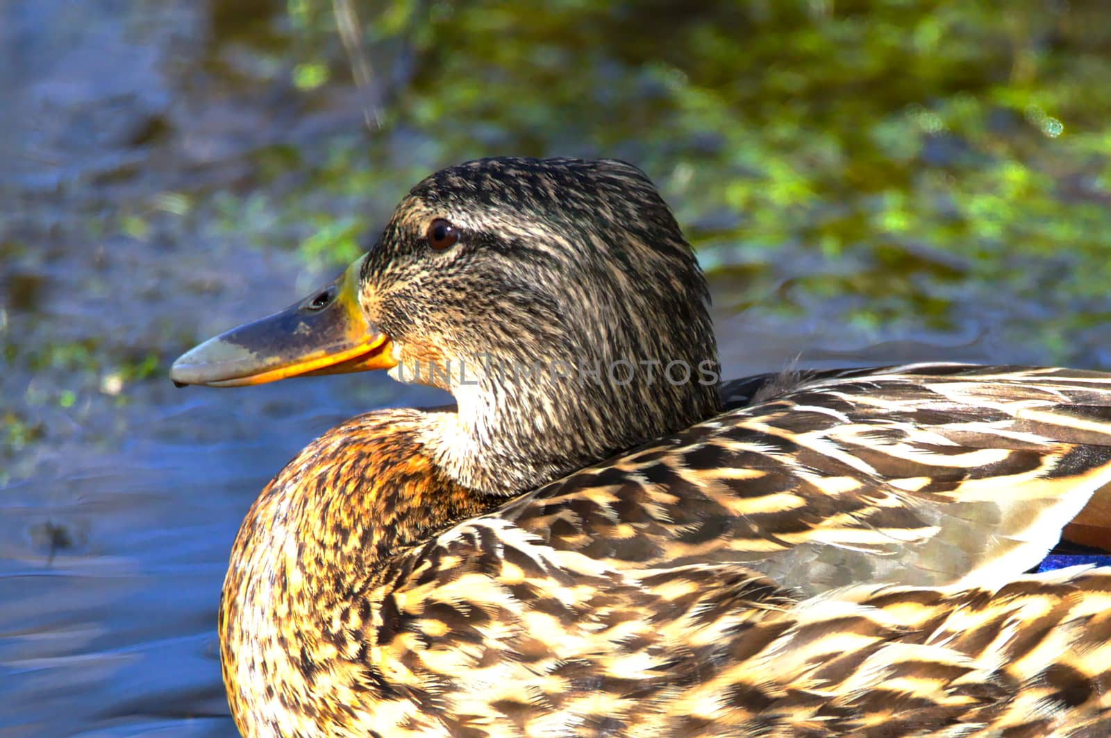 Smiling face of a female Mallard enjoying sunny spring day in the pond. Close photo with head and half of the body visible.