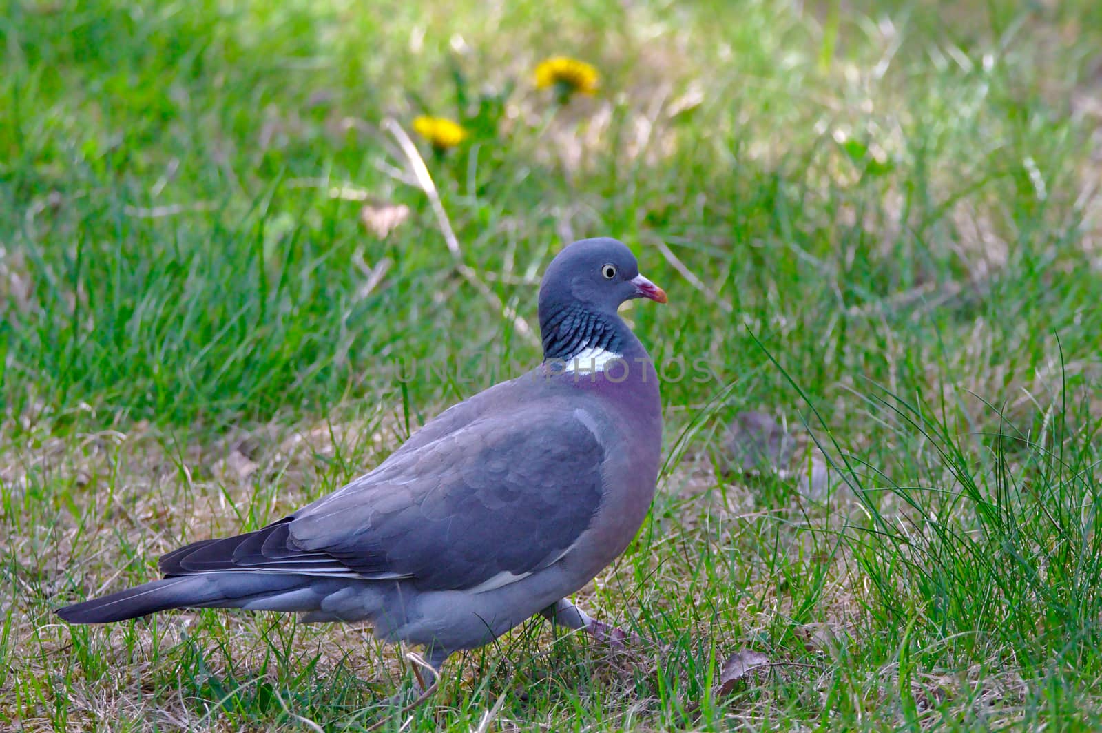 A wild wood pigeon walking on green lawn with some yellow flowers on the background.