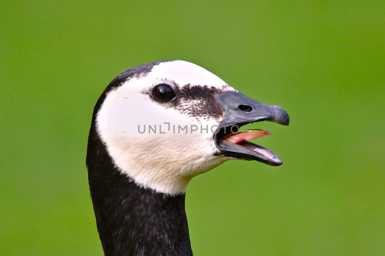 Close photo of screaming canadian goose with mouth open and tongue out.