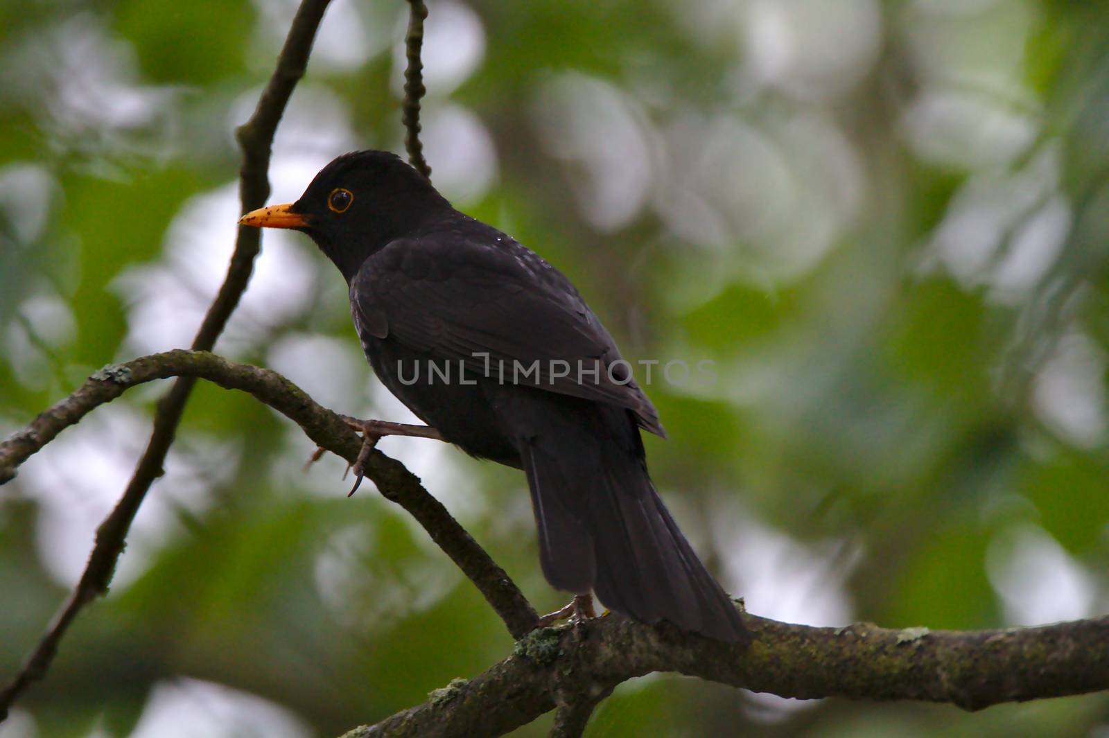 Black bird with amber beak and eyes sitting on the branch of a tree.