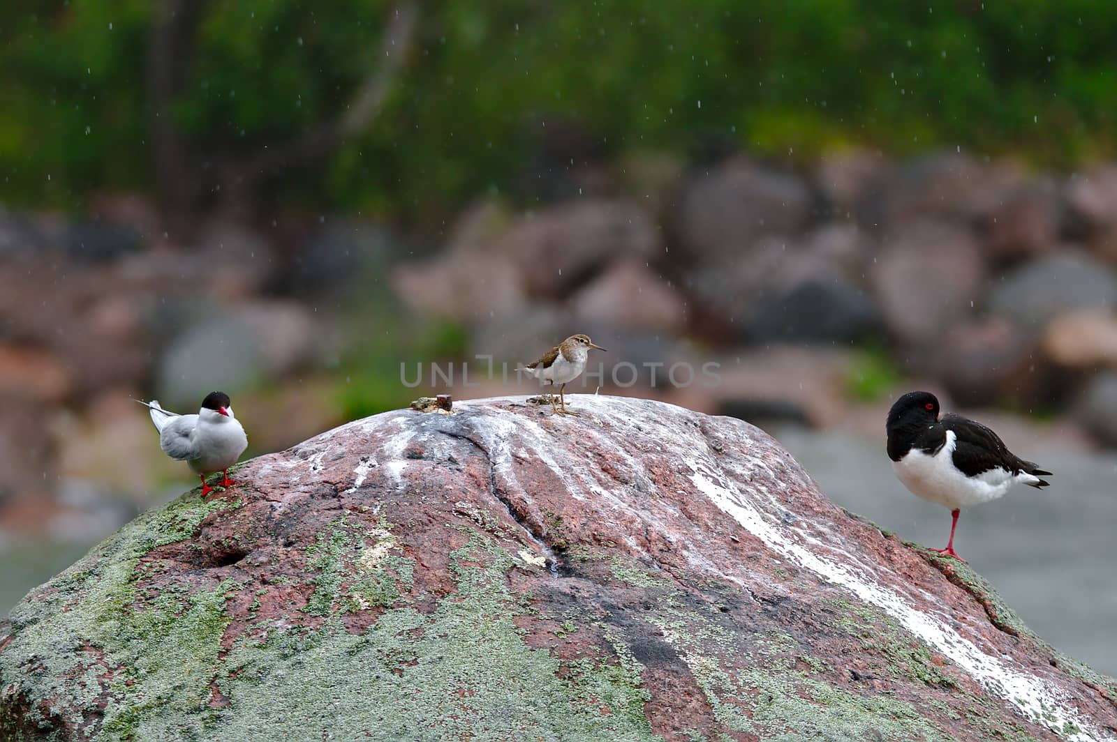 Three different birds spending time together on a same rock
