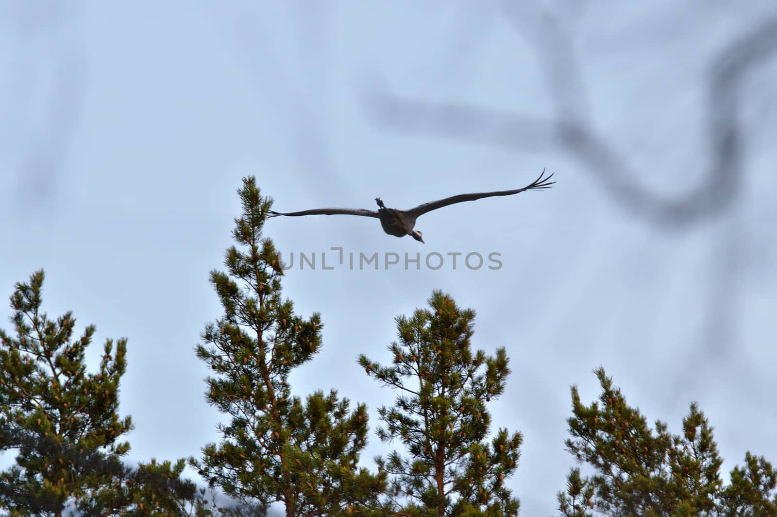 Crane flying above the trees by Valokuva24