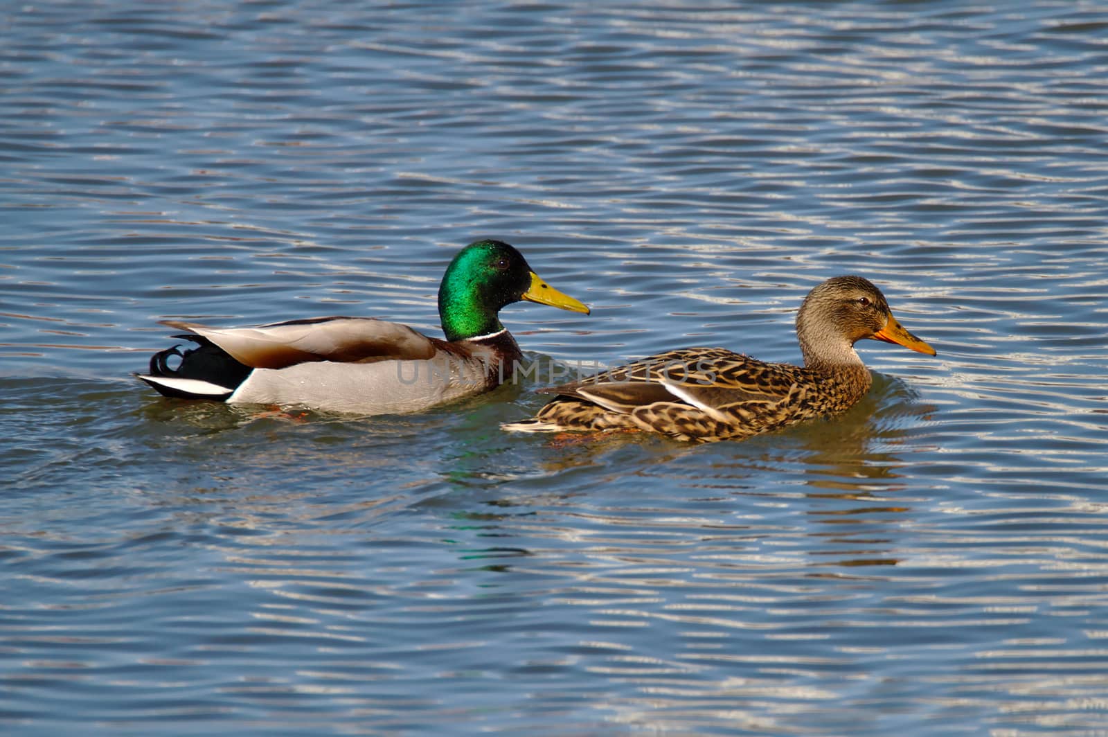 Duck family by Valokuva24