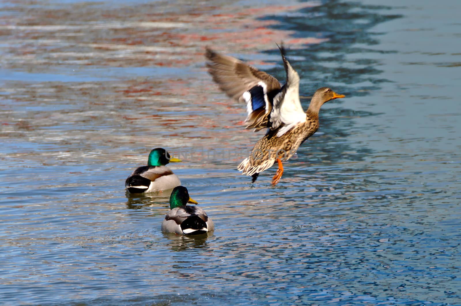 Female duck flying away, two males stay behind.