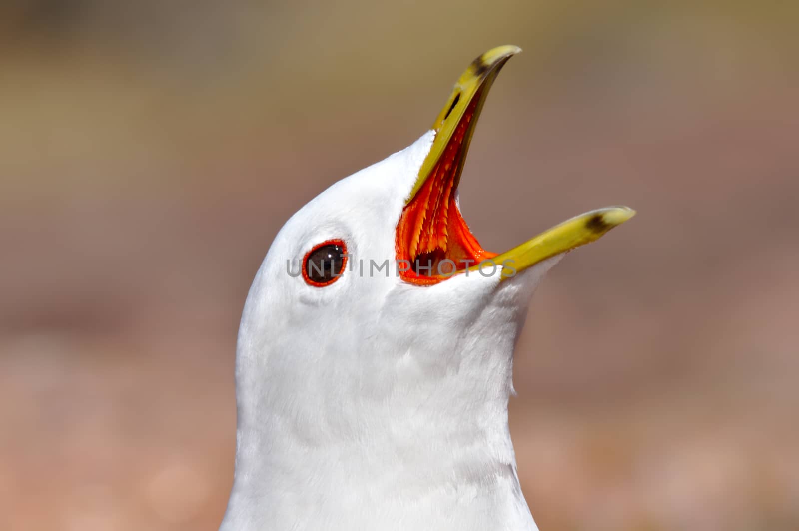 Closeup of white gull screaming mouth open. Many sharp teeth visible.