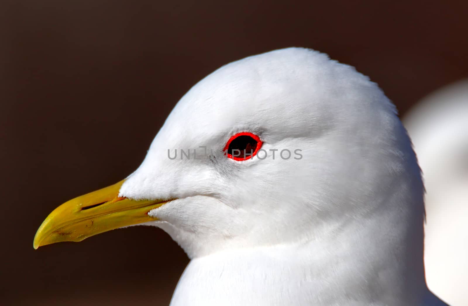 A white gull closeup portrait from left side. Red circle around dark eye.