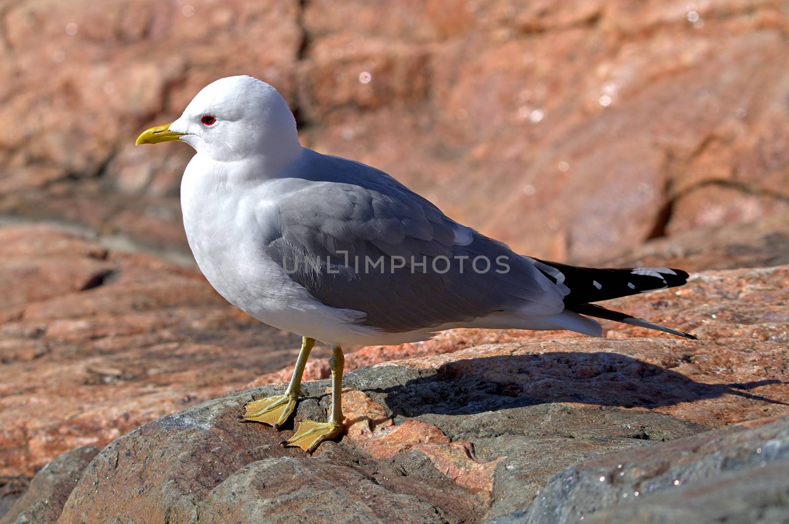 A gull standing on a rock on sunny summer day.