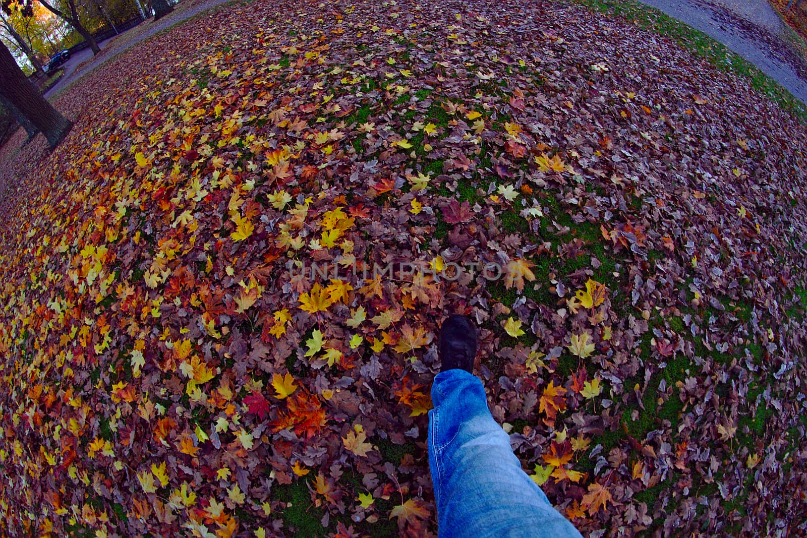 Walking in the park on a beautiful autumn day. Fallen leaves have covered the lawn. Soon it will be snowing.