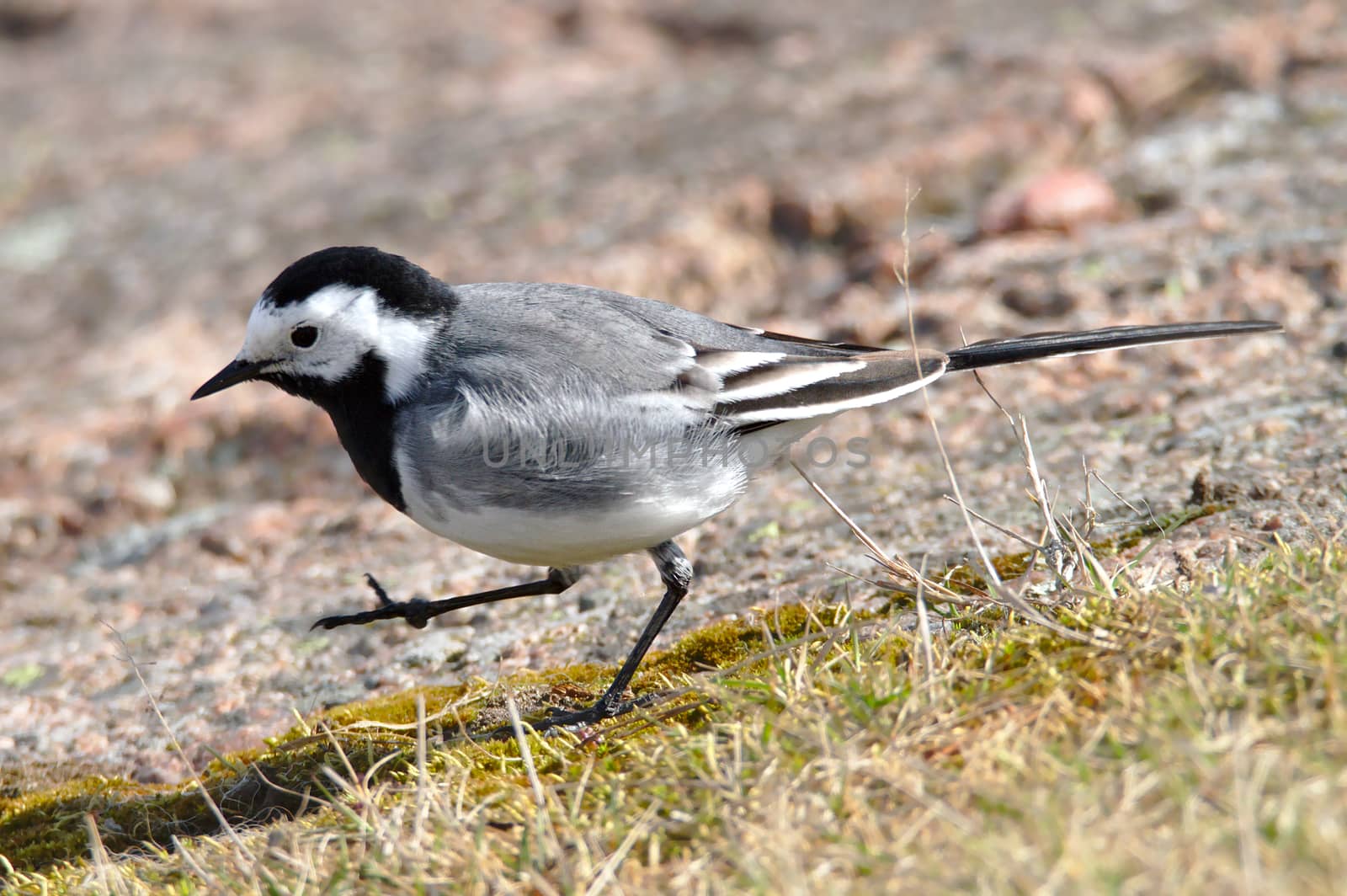 White wagtail walking on a rock