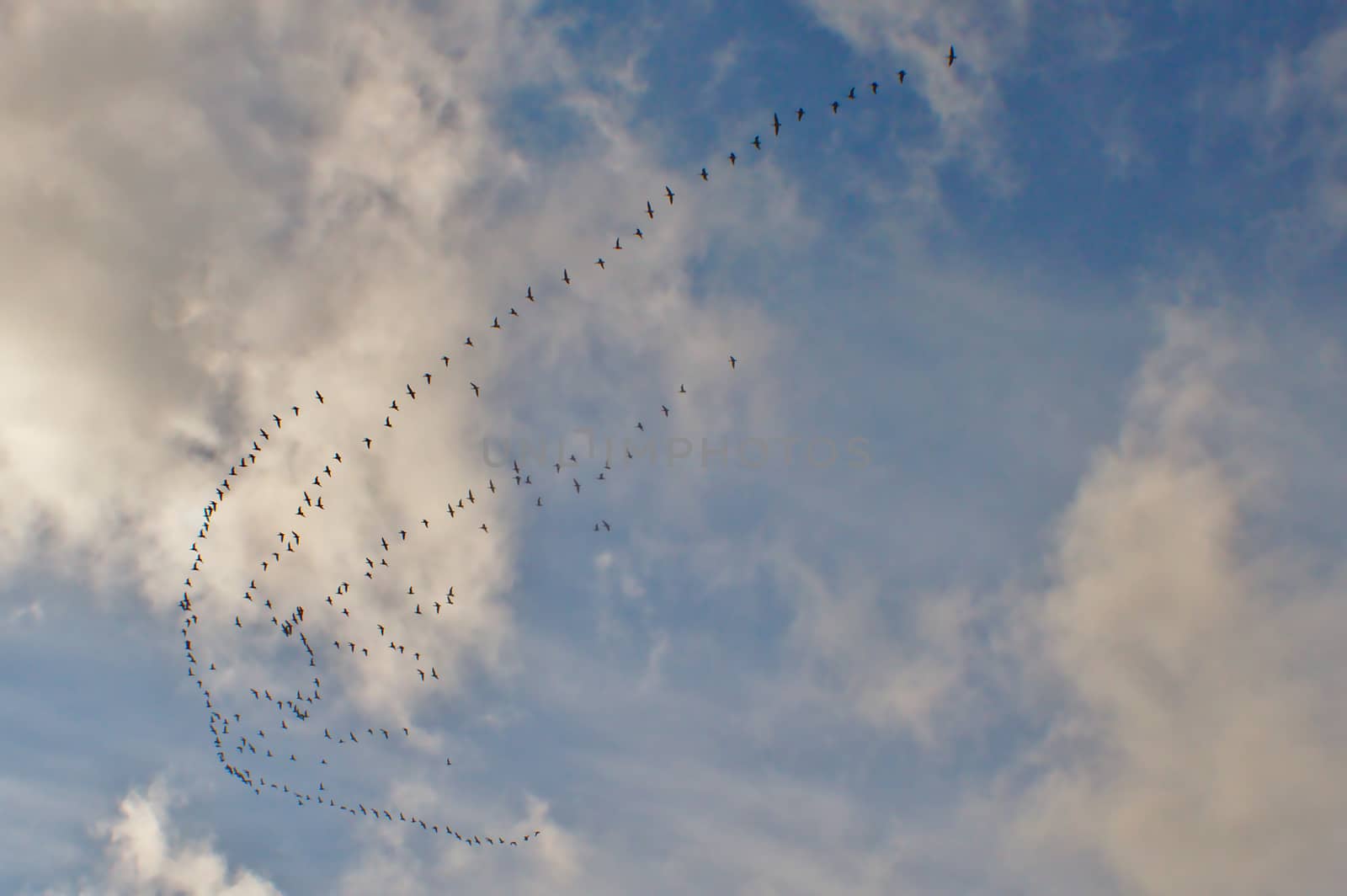 Birds prepare to leave in autumn. Gooses flying in triangle shaped pattern.
