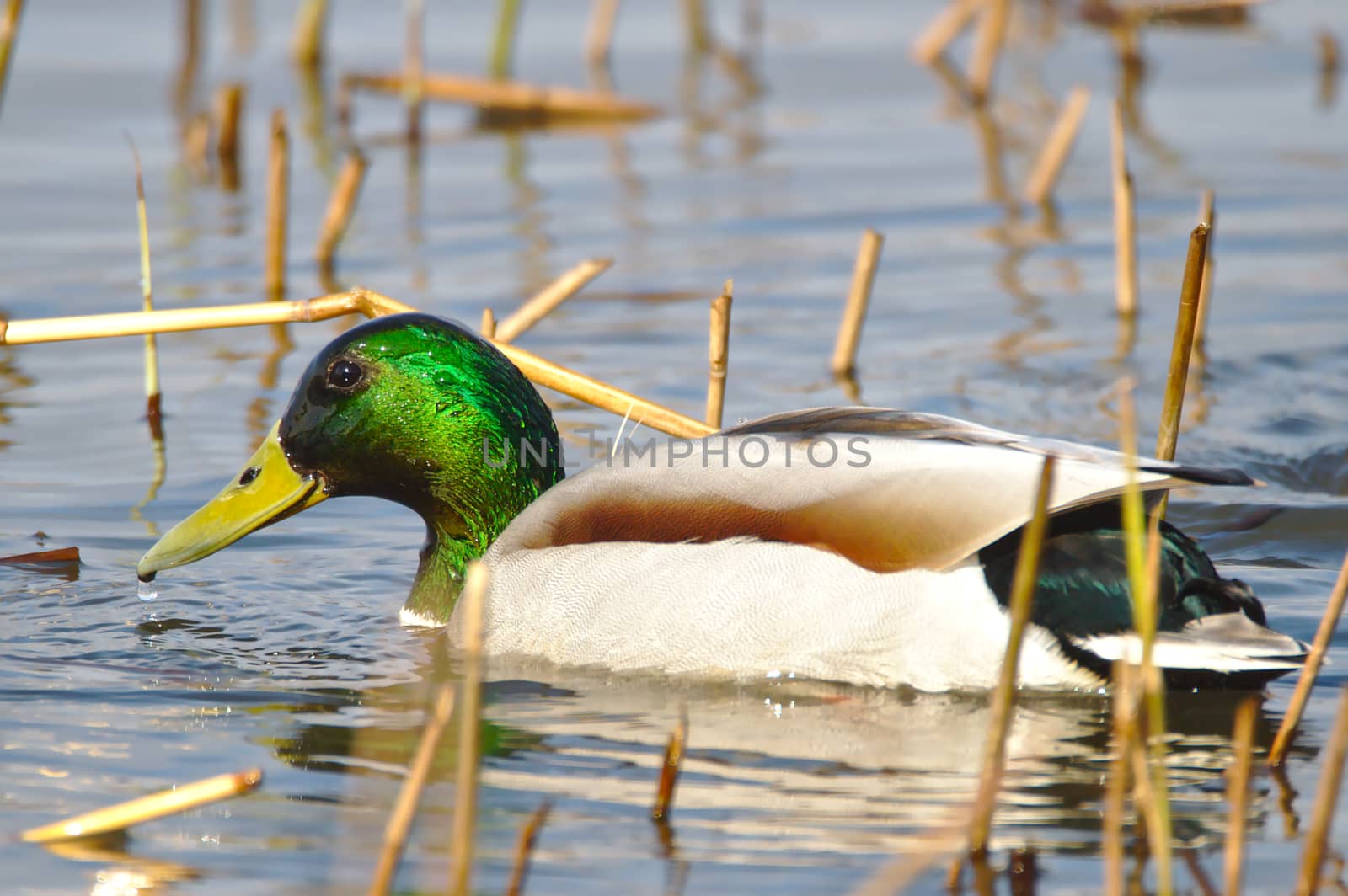 A male Mallard swimming on the water. Green feather on the head covered with water drops.