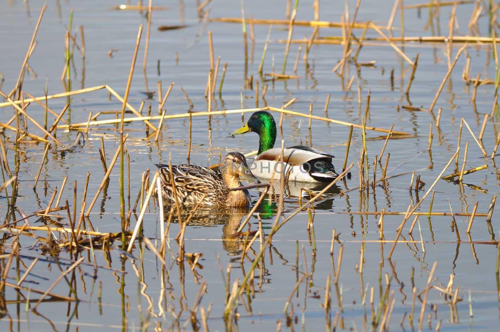 Duck family enjoying first sunny days in spring swimming together in the pond