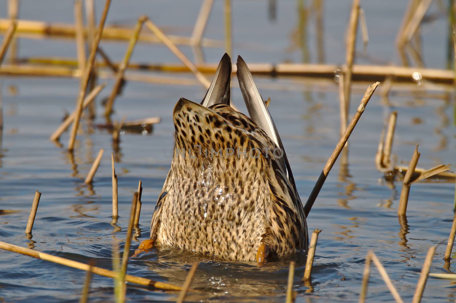 Diving Duck. A female Mallard diving on low water to look for food. Floating on water with only rear half of the body visible on surface, head under water.