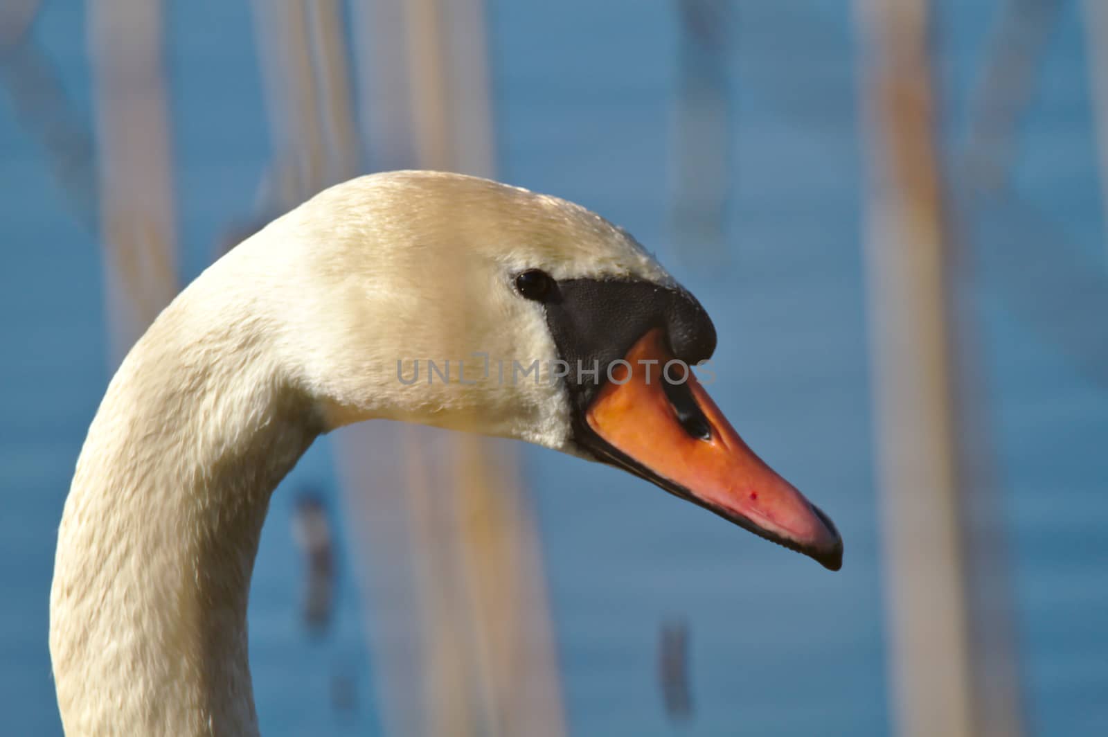 Closeup photo of white swan. Swan portrait with blue background.