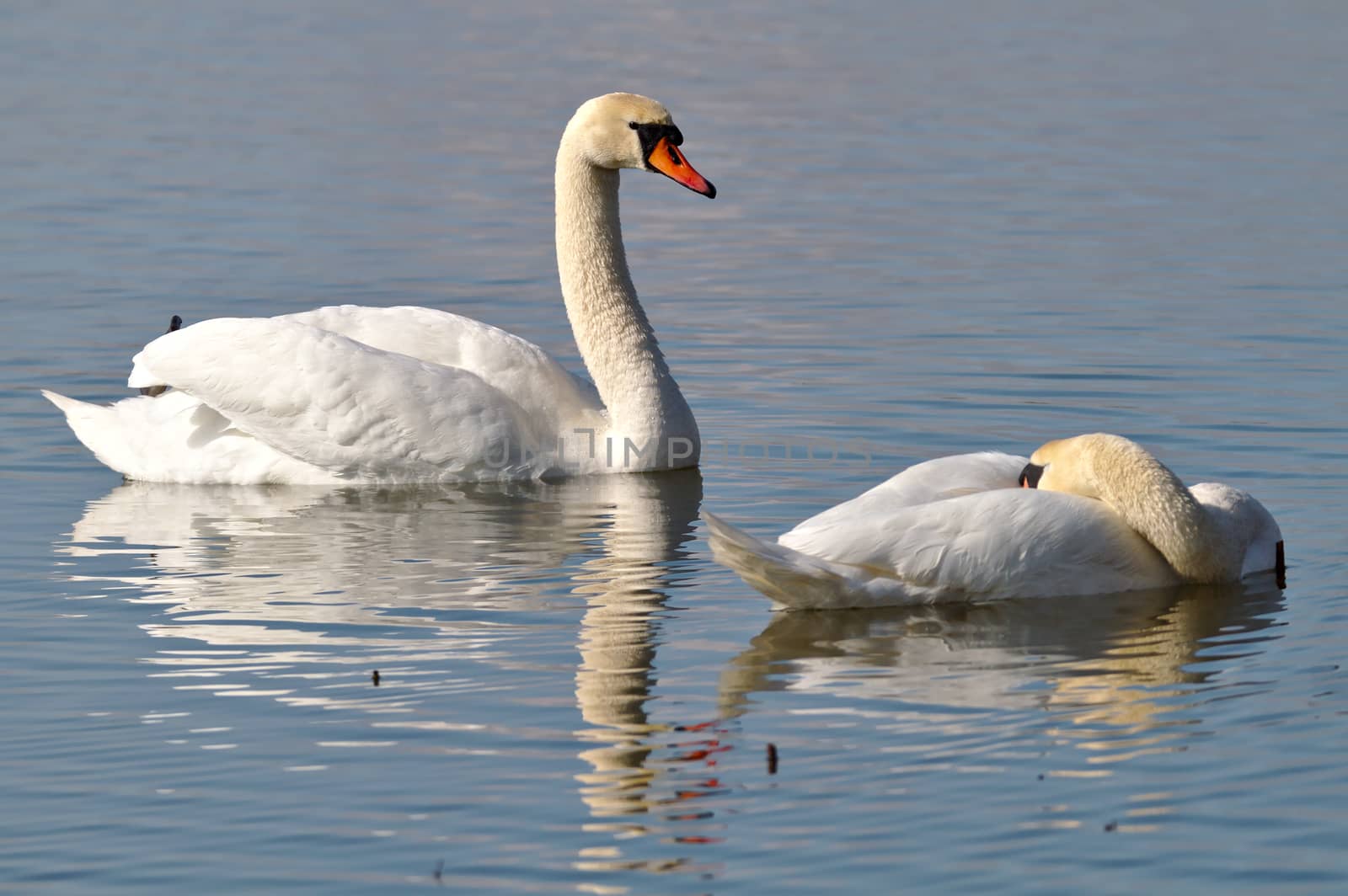 Male Mute Swan guarding while female is sleeping on the water.