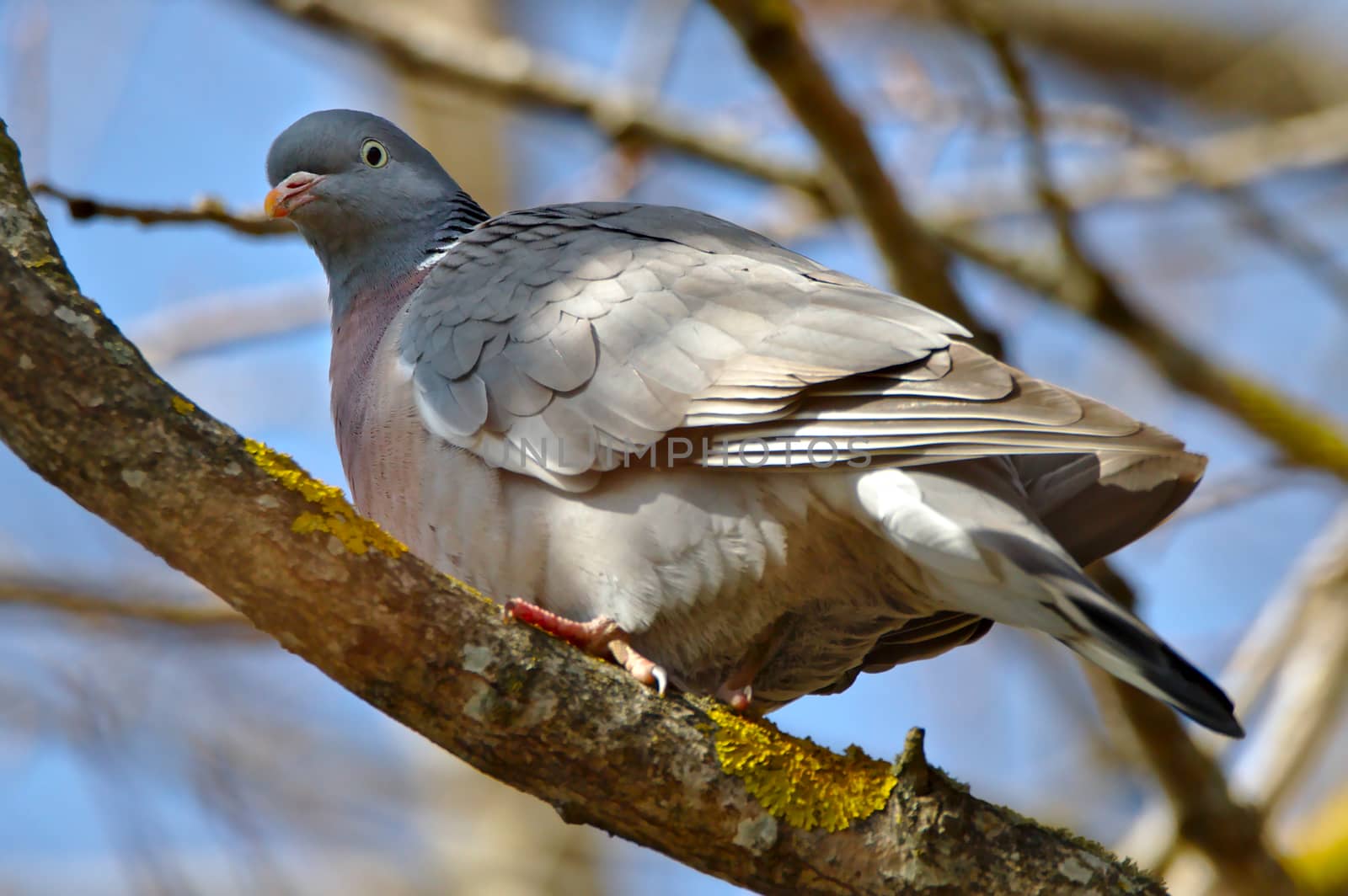 Wood pigeon sitting on a branch looking into the camera.