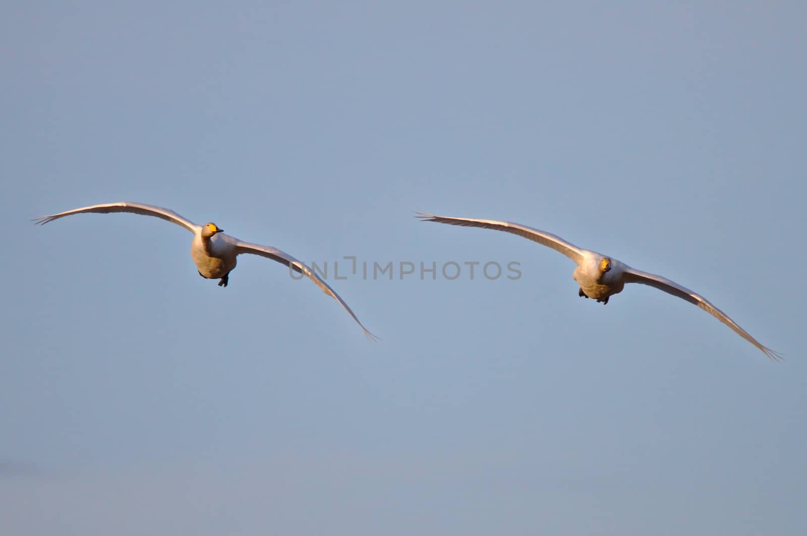 Two white gooses with wings spread at flight during sunset.