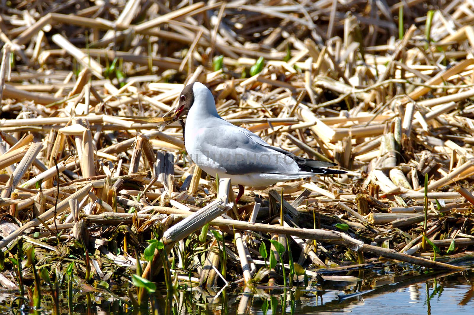 Black headed gull by Valokuva24