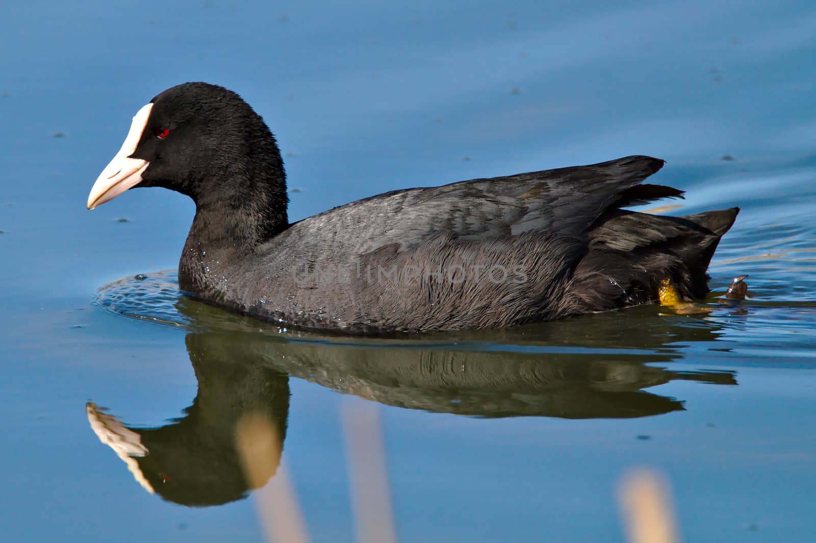 Eurasian coot swimming on blue steady water with reflection from the surface.