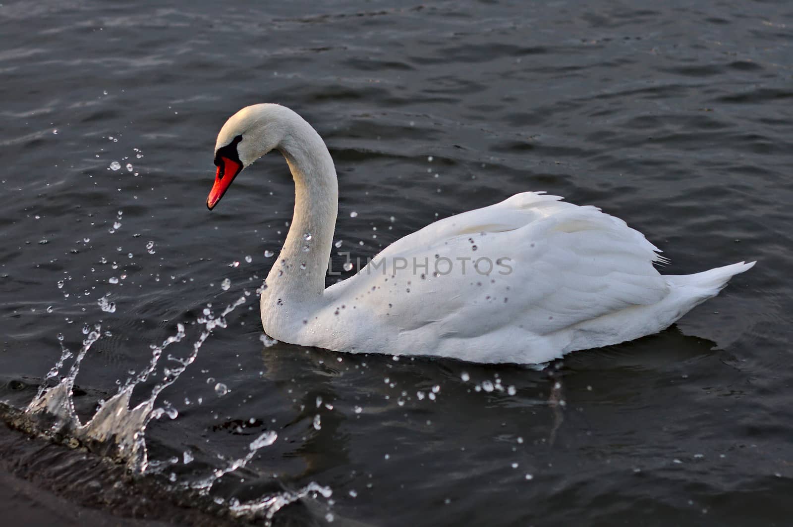 White male mute swan with water splash from the wave