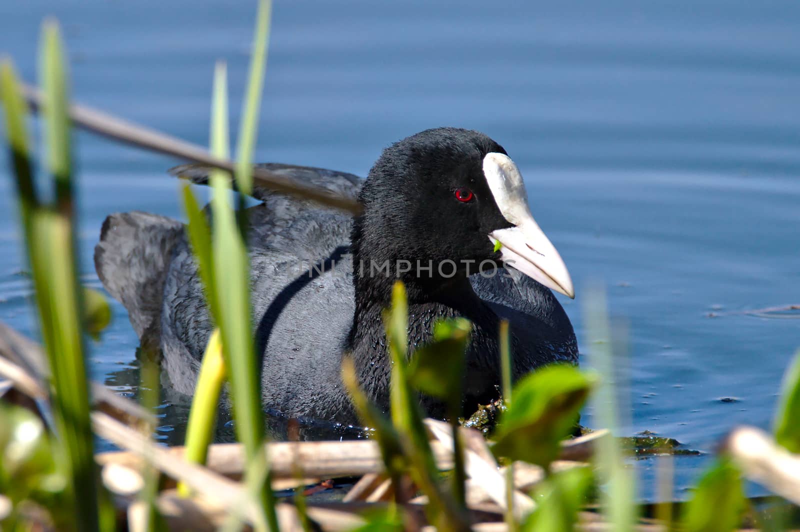 Colorful close photo of an eurasian coot swimming in blue clear water. Just finished eating of fresh green leaves. Green plants on blurred foreground.