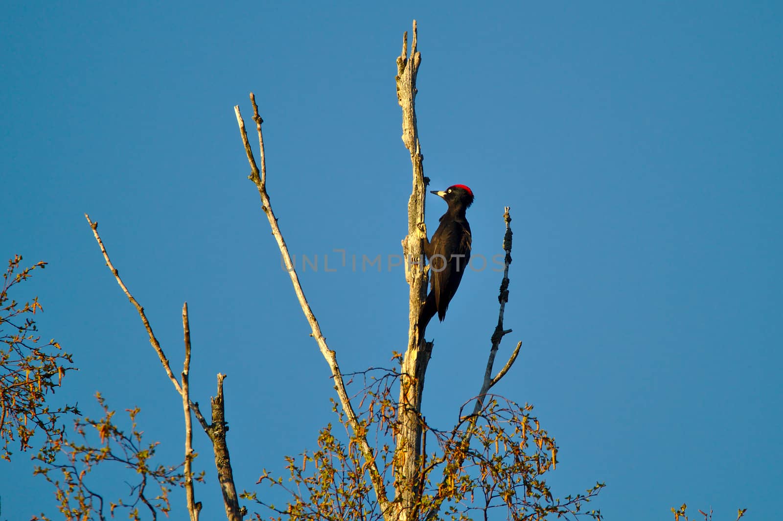 Black red headed woodpecker working on an old tree to find some food.