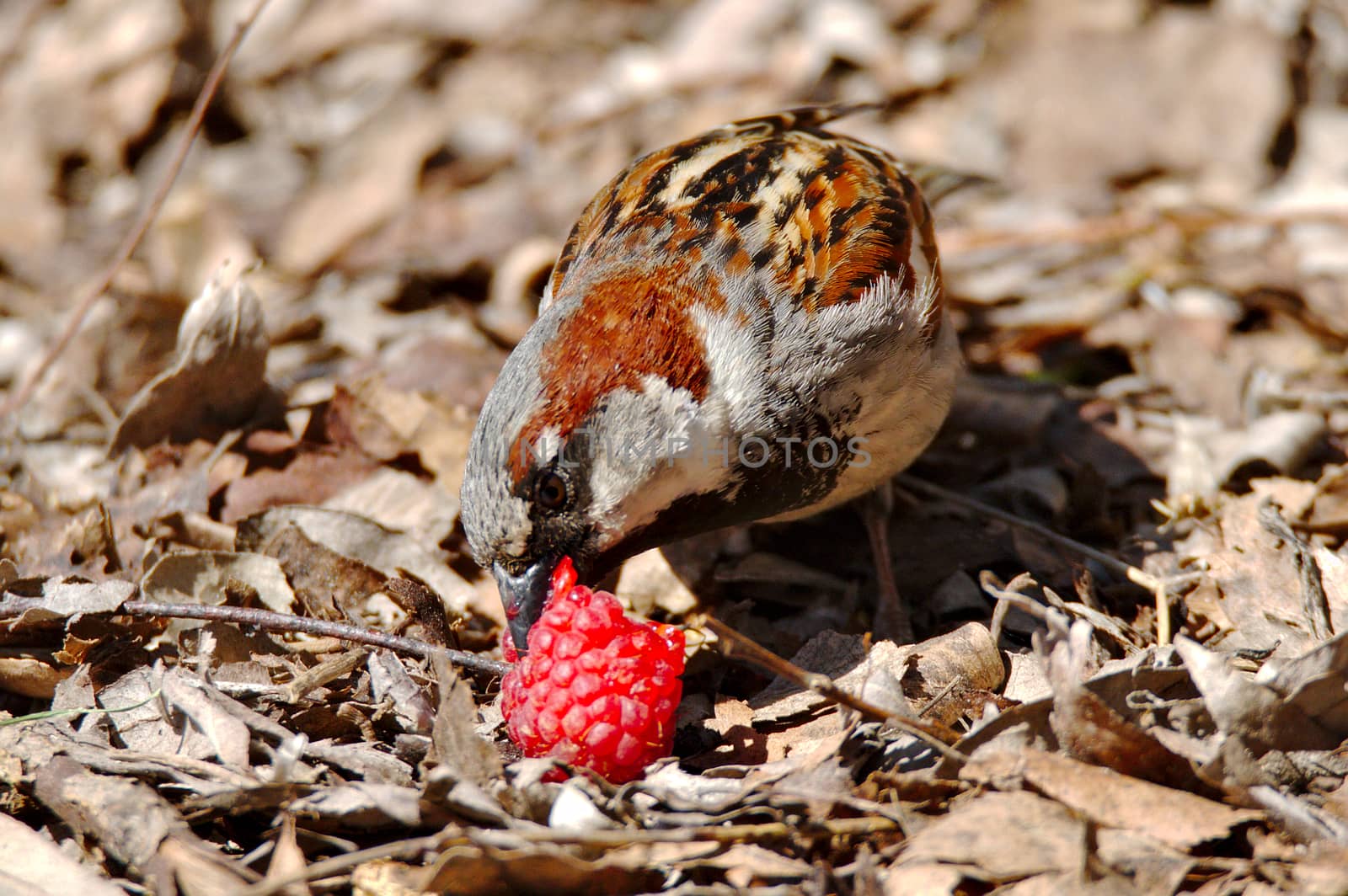 Hungry sparrow eating a red raspberry in the park.