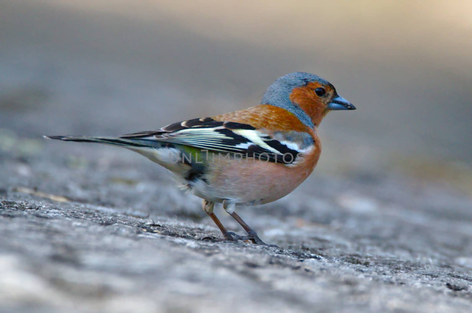 Colorful small bird with blue head, red body and black&white wings on the rock.