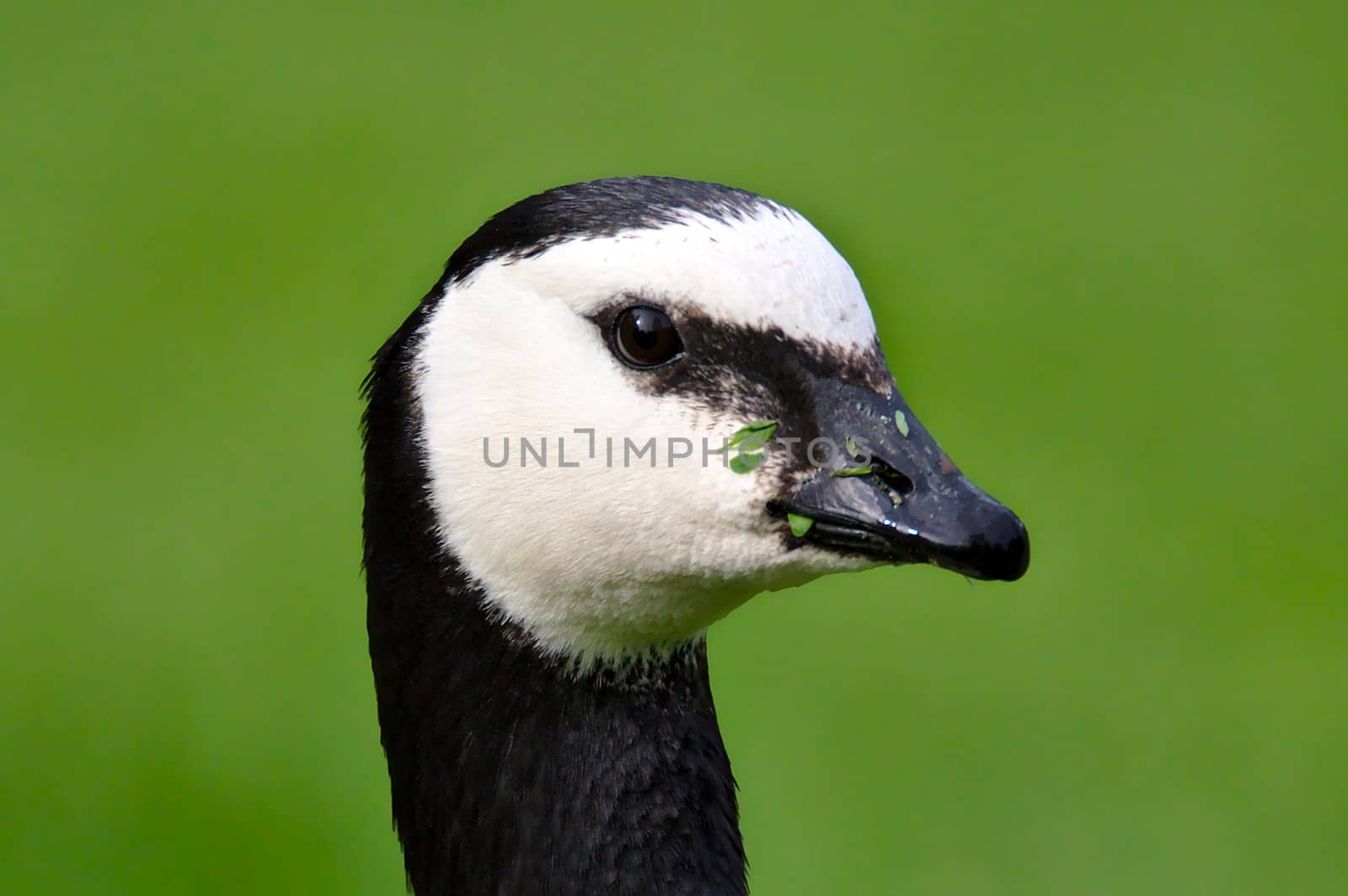 Goose portrait by Valokuva24