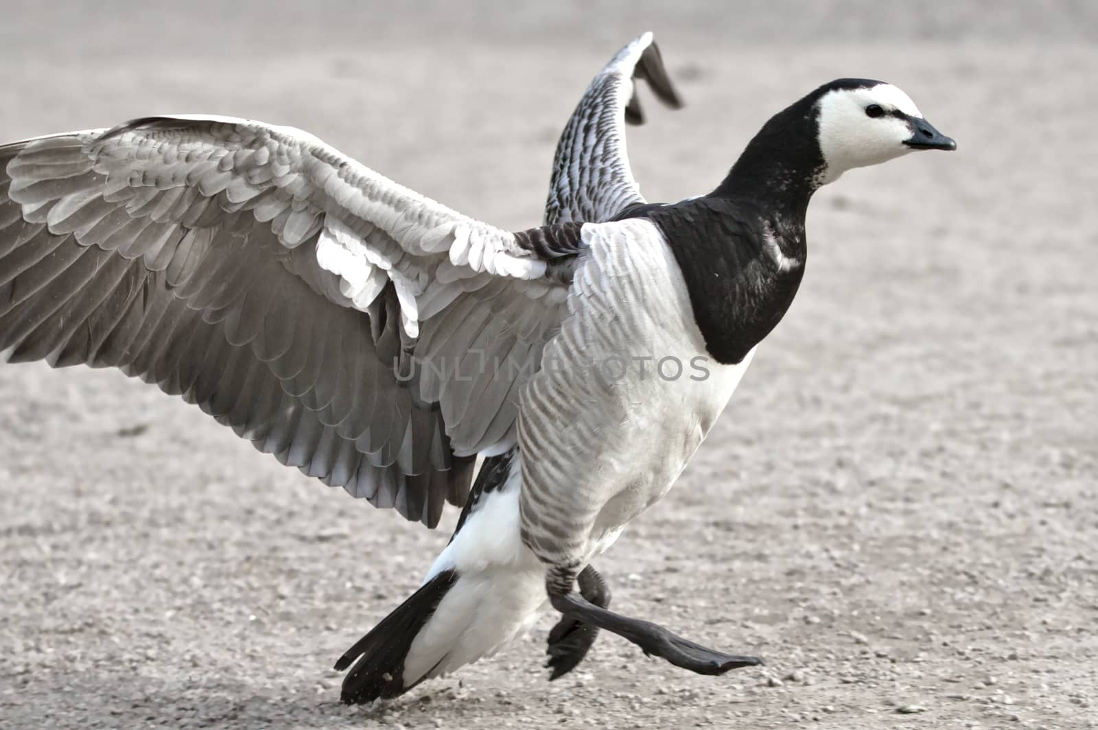 Dancing canadian goose with wings spread and feet in the air.