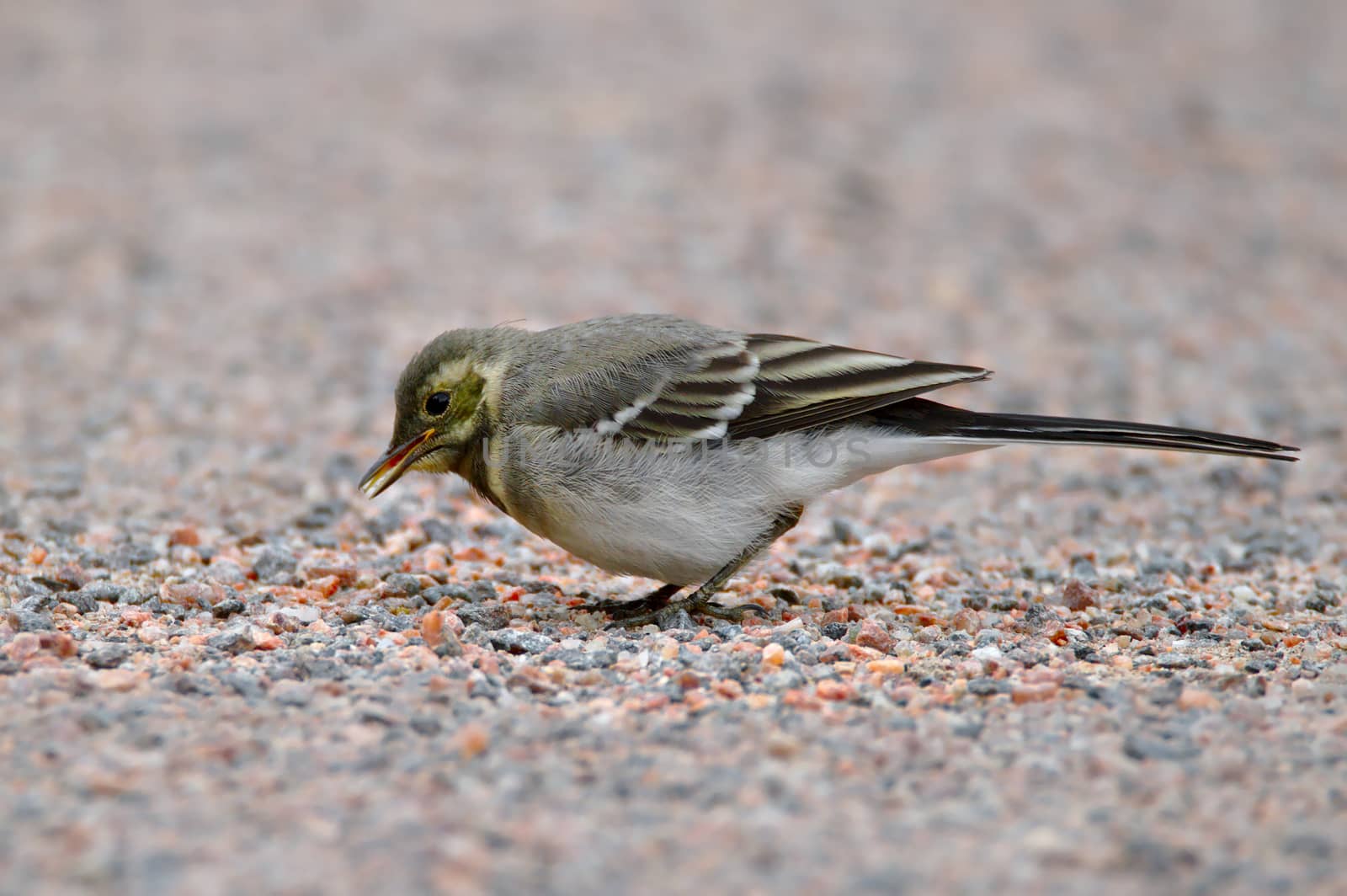 Small bird looking for food on the gravel sidewalk in urban area.
