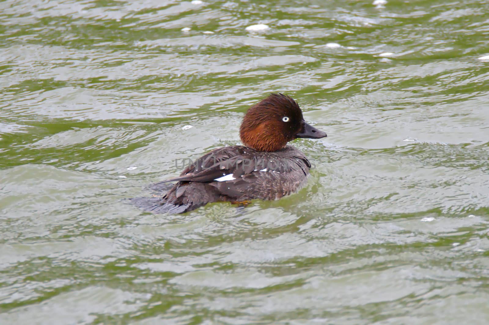 Brown common goldeneye swimming in the sea. Some water drops on the feather, beak and one white eye visible.