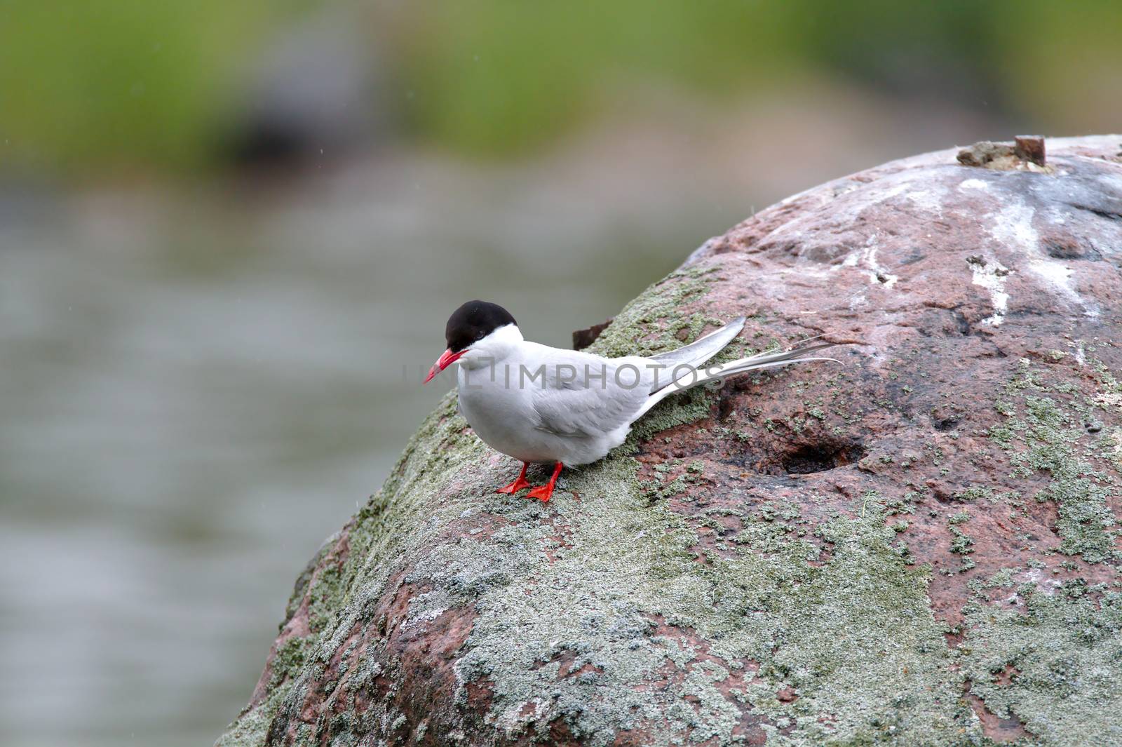 Gull on the rock by Valokuva24