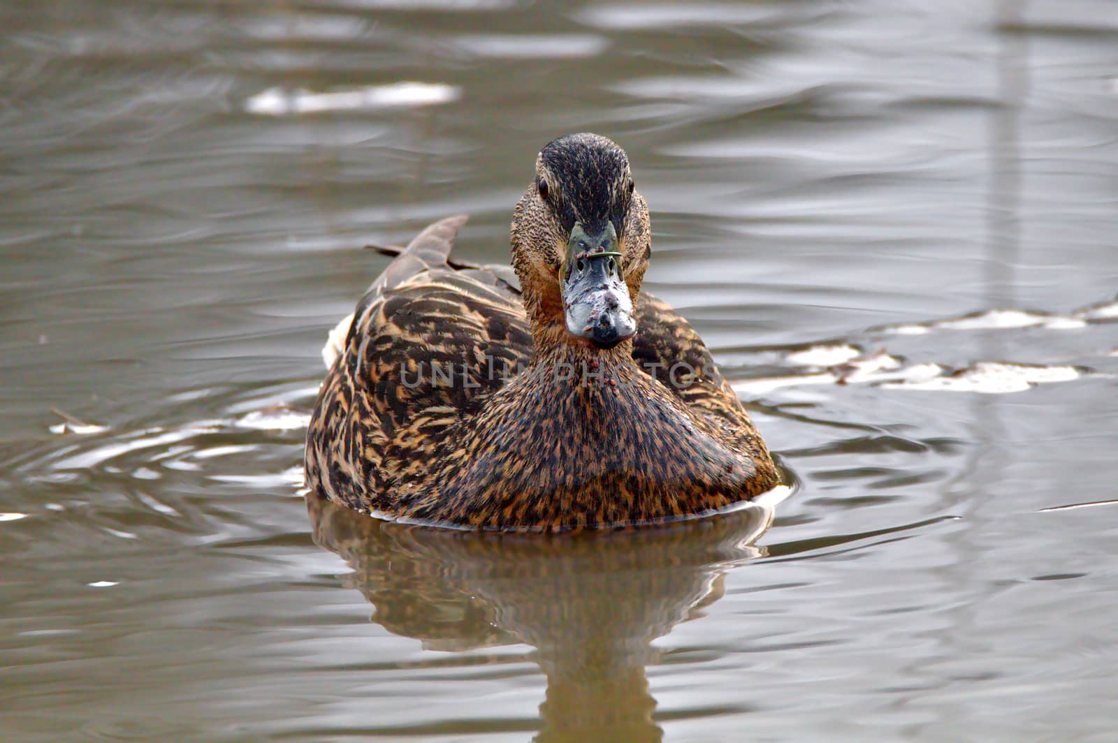 Duck swimming in a pond. Portrait of female duck.