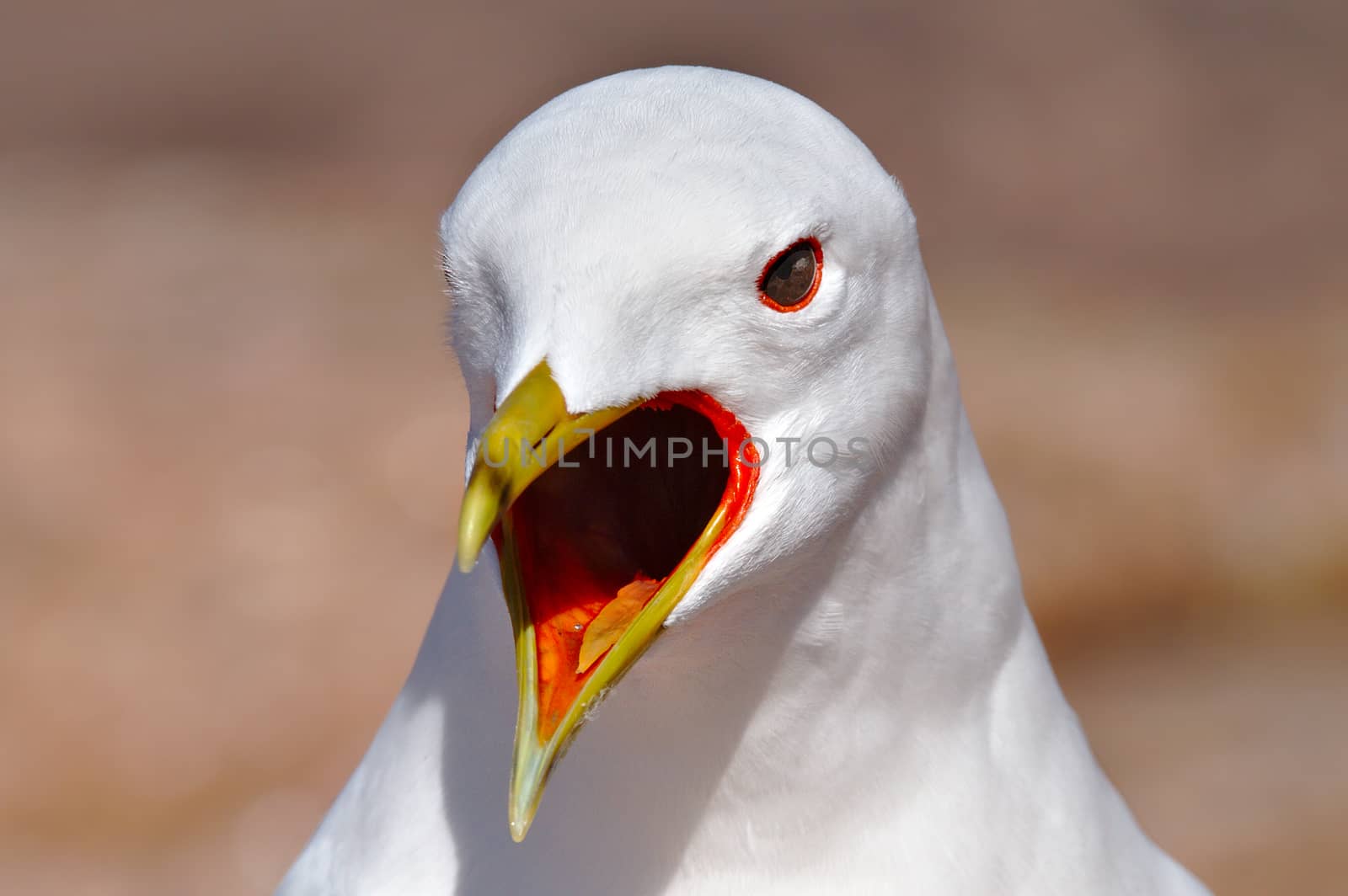 Closeup of white gull screaming mouth open. Tongue visible.