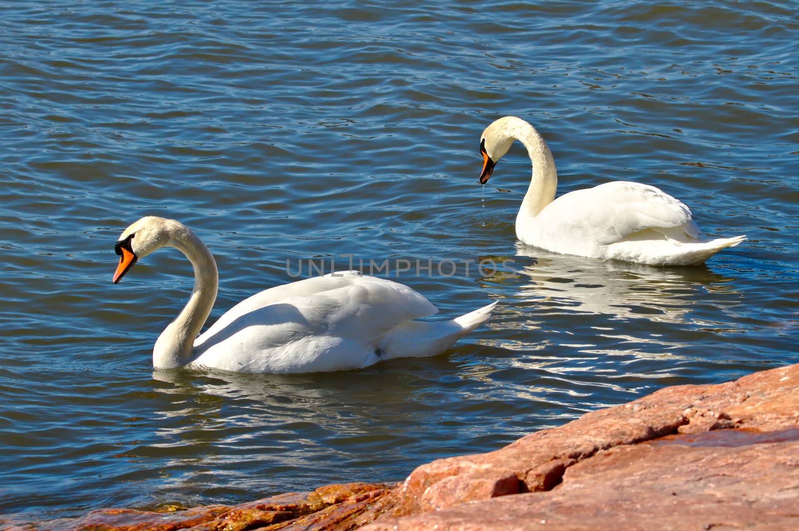 Two white swans swimming in the water close to the coast. Rock as foreground, blue water for background