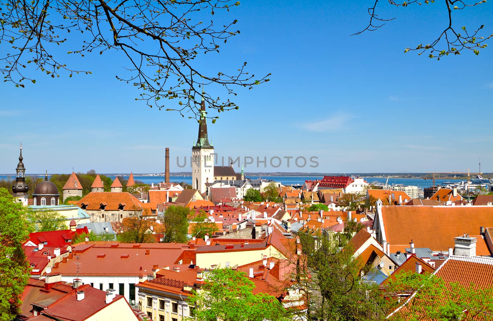 A beautiful view of the Old Town of Tallinn, Estonia. Photo taken from high ground so red rooftops and the horizon is visible.