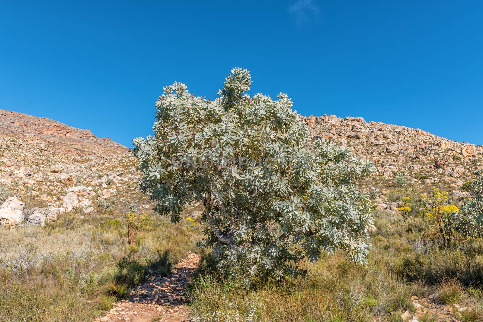 A protea tree on the Bokveldskloof Trail to the Maltese Cross near Dwarsrivier in the Cederberg Mountains