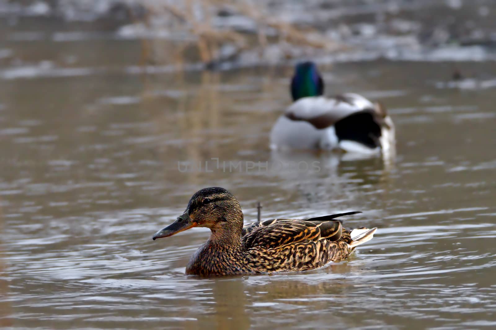 Two ducks swimming in a pond. Female in focus, male on background.