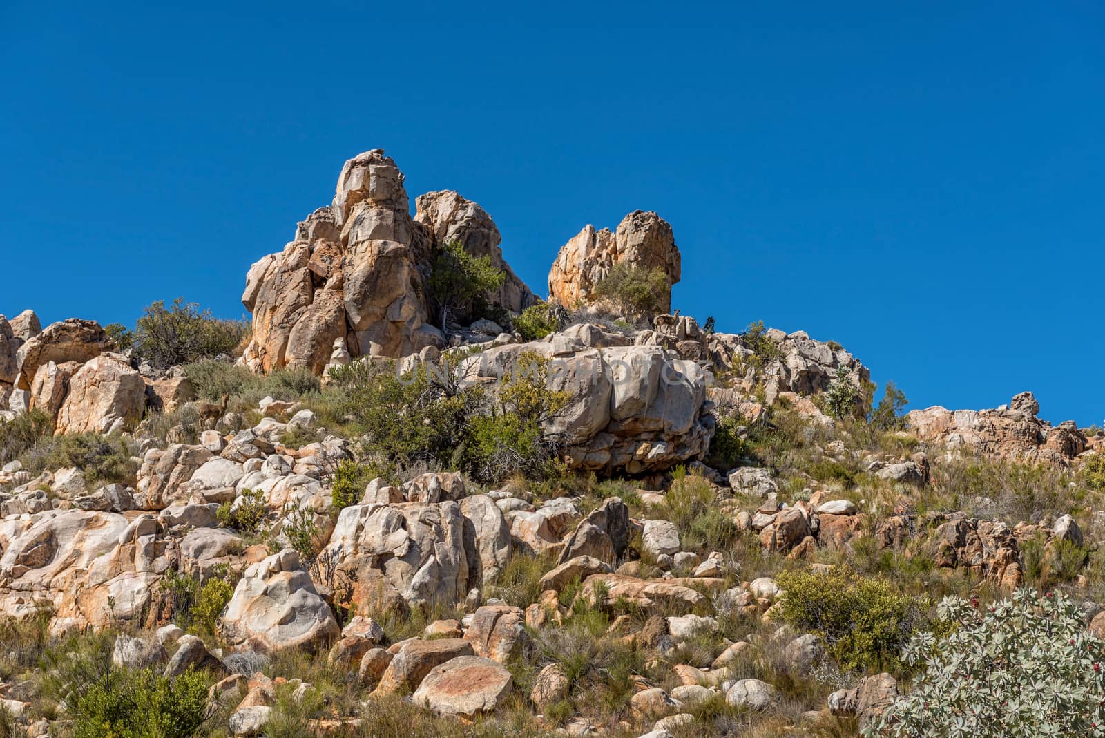 A klipspringer ram and ewe on the Bokveldskloof Trail to the Maltese Cross near Dwarsrivier in the Cederberg Mountains