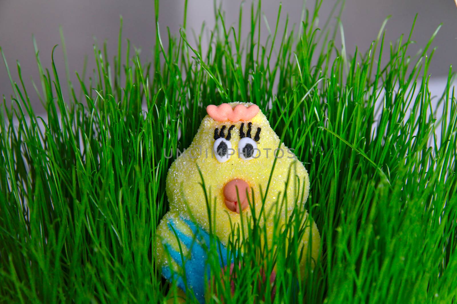 Close photo of cutest Easter chick candy ever made. Easter decoration in the basket filled with fresh green grass.