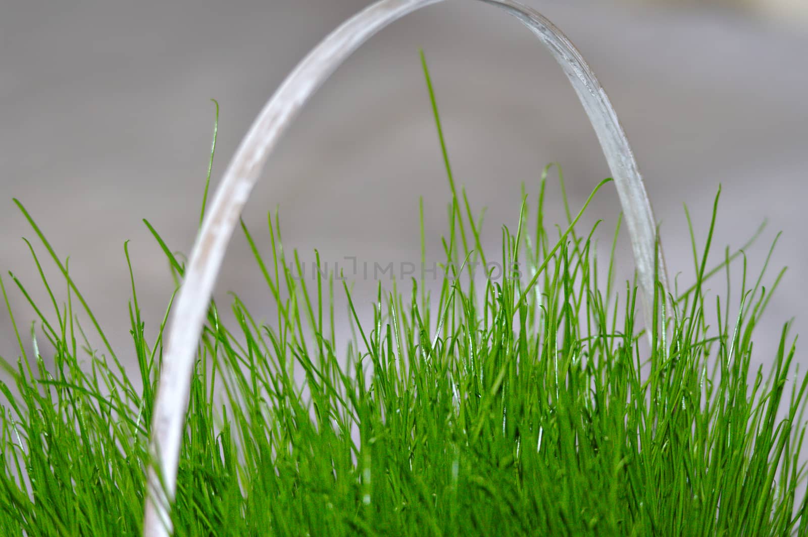 Long green grass in vase. Easter decoration.