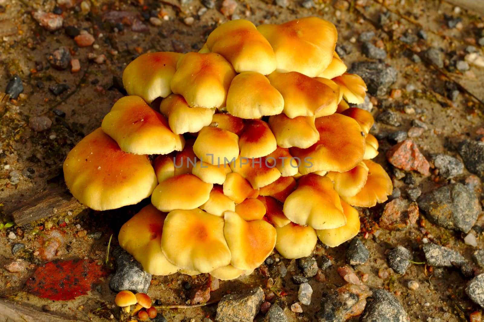 Bunch of colorful mushrooms growing together in a group.