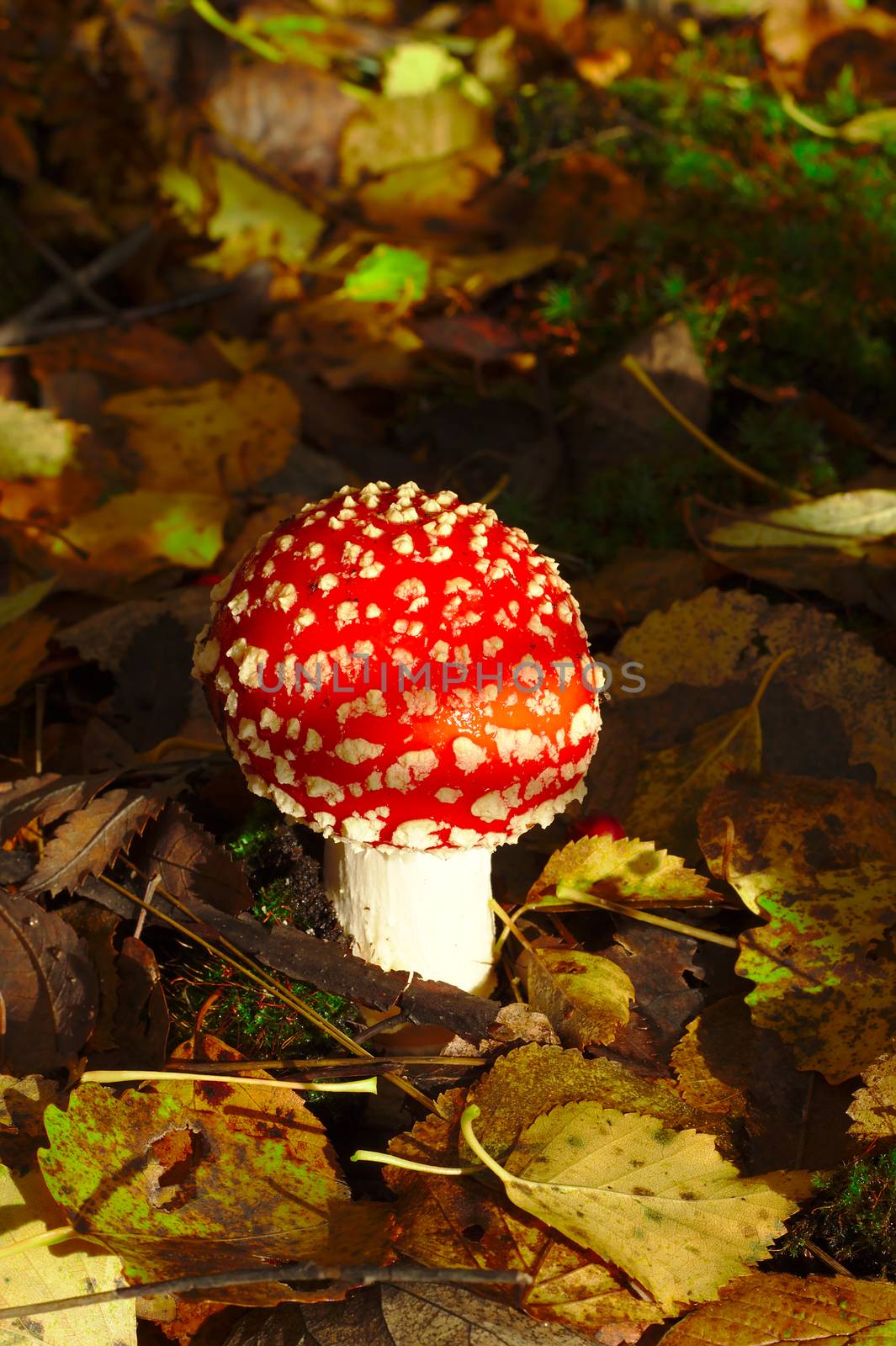 Bright red fly agaric in the forest. May cause sickness or even death when eaten.