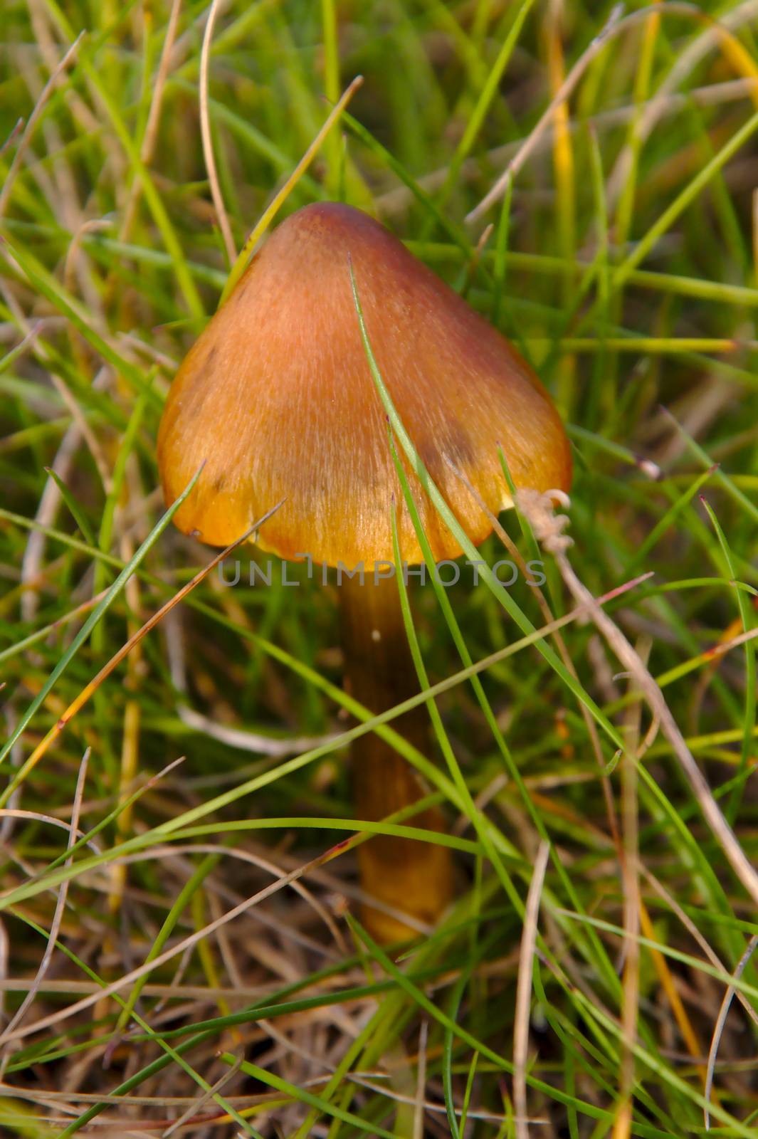 Brown triangle shaped cap mushroom growing in the grass during mushroom season.