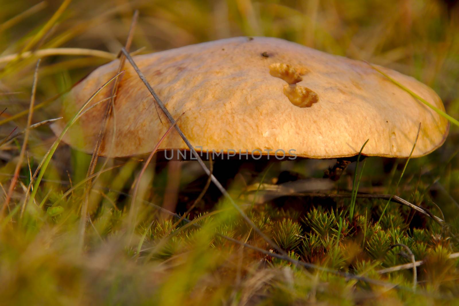 A large mushrooms can be found in the woods during mushroom season in autumn.