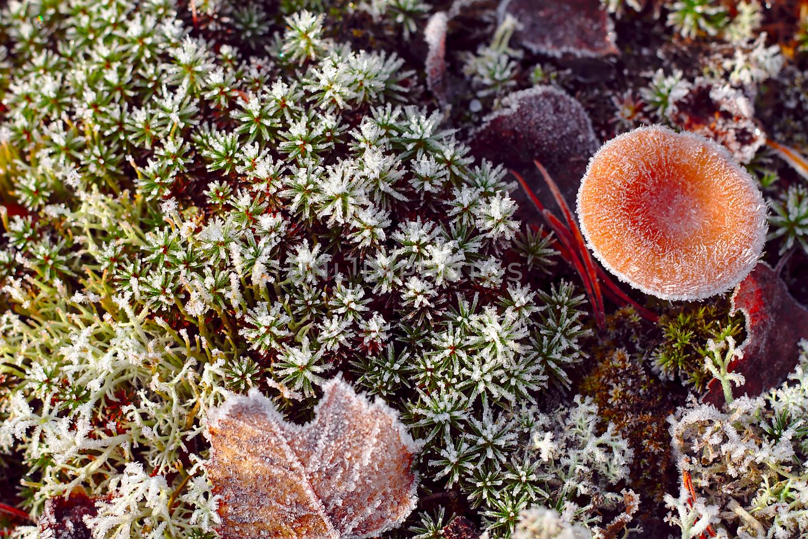 A frozen milkcap in the forest after first cold night in autumn. Frozen mushroom and some colorful autumn leaves.